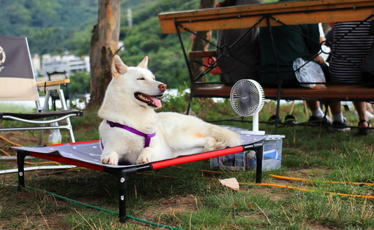 愛猫・愛犬のための暑さ対策
