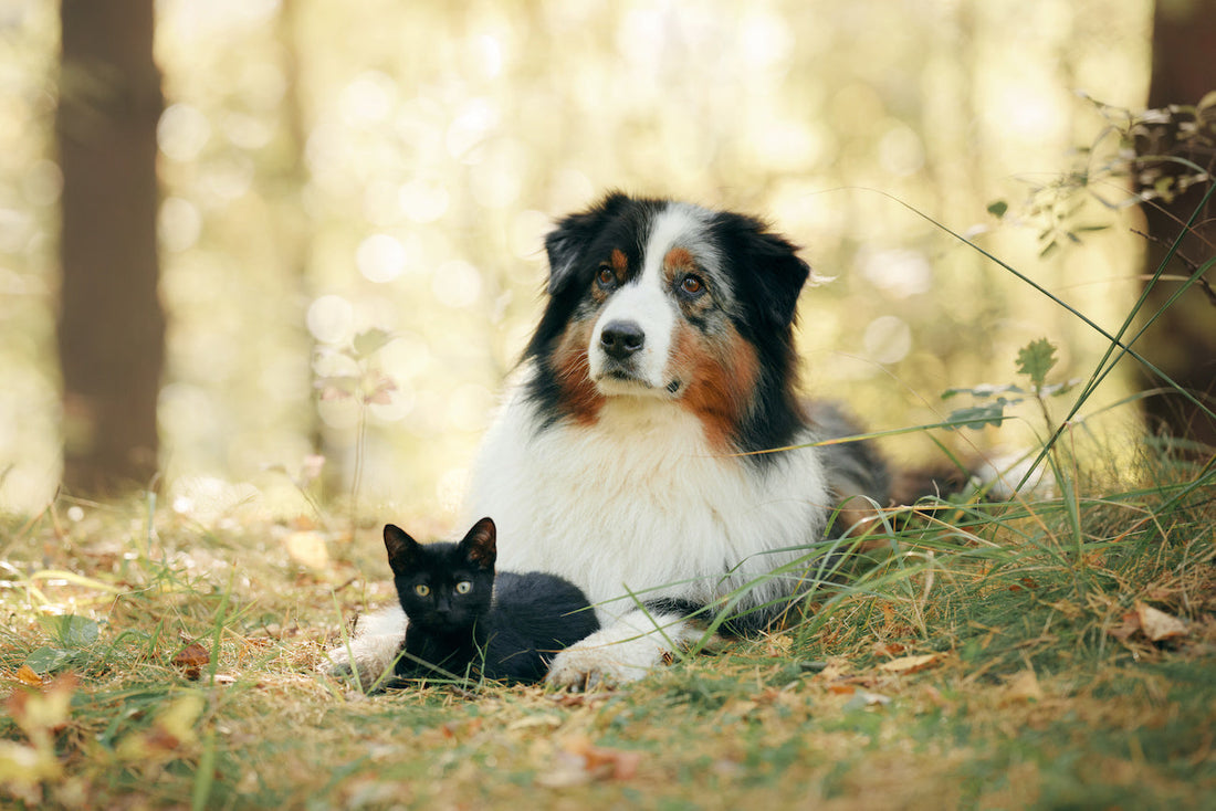 【獣医学博士監修】犬と猫の健康寿命を伸ばす抗炎症食のすすめ