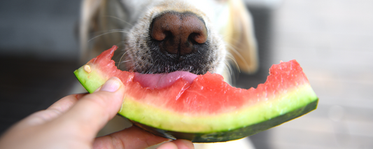 愛猫と愛犬の健康をサポートする野菜と果物