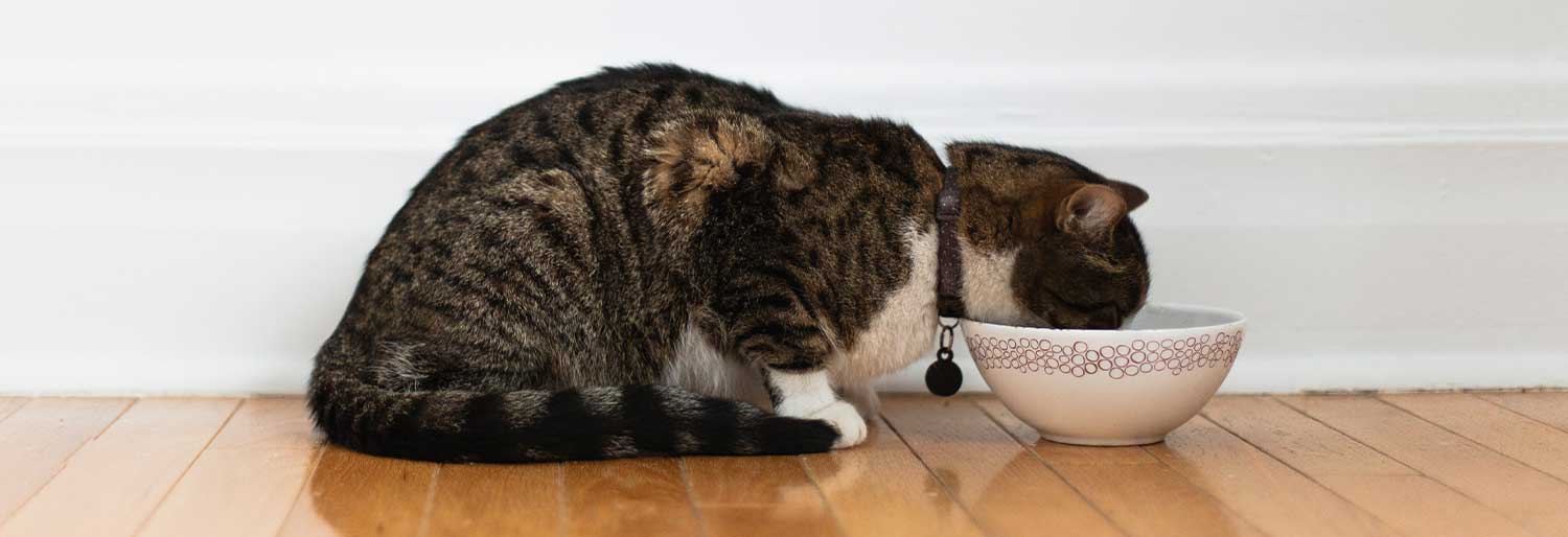 猫用 グレインフリーウェットフード 栄養補助食 パウチ